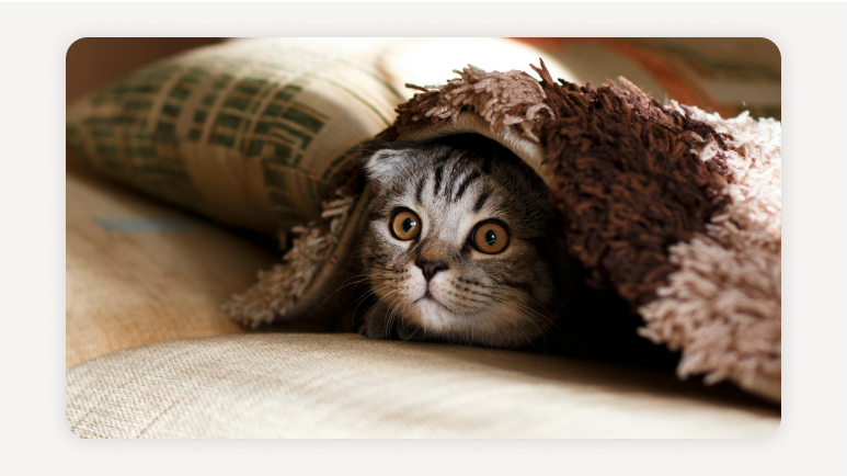 쉐어하우스반려동물가능+반려동물쉐어하우스추천+서울펫프렌들리하우스+강아지동반쉐어하우스+고양이가능쉐어하우스+쉐어하우스입주조건+반려동물동거팁+반려인쉐어하우스매너+서울쉐어하우스비교+쉐어하우스후기모음