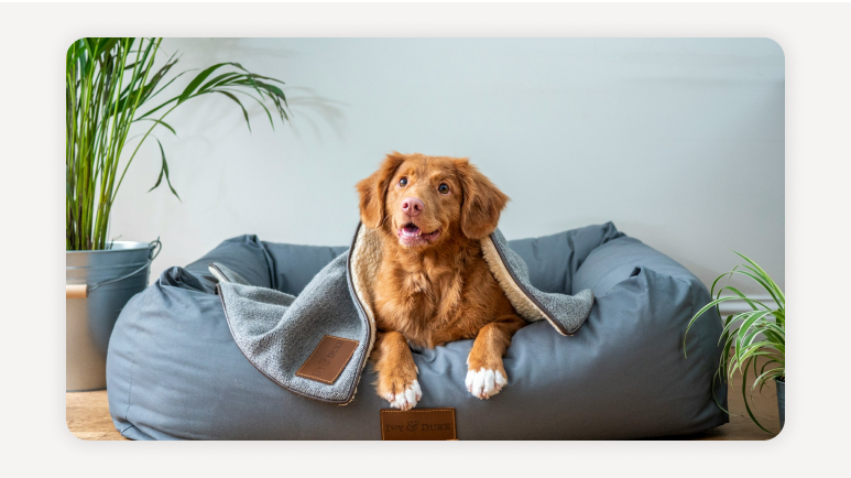 쉐어하우스반려동물가능+반려동물쉐어하우스추천+서울펫프렌들리하우스+강아지동반쉐어하우스+고양이가능쉐어하우스+쉐어하우스입주조건+반려동물동거팁+반려인쉐어하우스매너+서울쉐어하우스비교+쉐어하우스후기모음