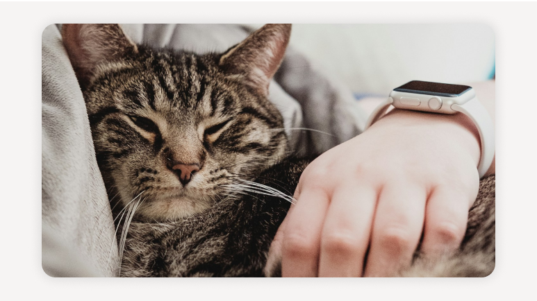 쉐어하우스반려동물가능+반려동물쉐어하우스추천+서울펫프렌들리하우스+강아지동반쉐어하우스+고양이가능쉐어하우스+쉐어하우스입주조건+반려동물동거팁+반려인쉐어하우스매너+서울쉐어하우스비교+쉐어하우스후기모음