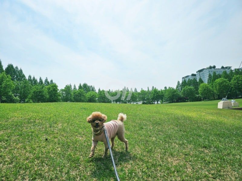 인계동 반려동물 원룸 인근 공원 산책 (참고 이미지)