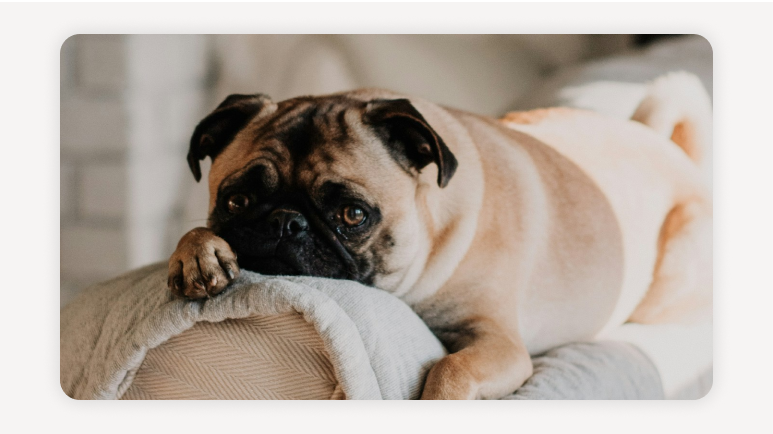 쉐어하우스반려동물가능+반려동물쉐어하우스추천+서울펫프렌들리하우스+강아지동반쉐어하우스+고양이가능쉐어하우스+쉐어하우스입주조건+반려동물동거팁+반려인쉐어하우스매너+서울쉐어하우스비교+쉐어하우스후기모음